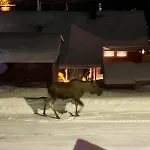 One Bedroom In Eidkjosen, Tromso * Kvaloya